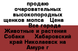 продаю очаровательных высокопородных щенков мопса › Цена ­ 20 000 - Все города Животные и растения » Собаки   . Хабаровский край,Николаевск-на-Амуре г.